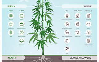 The Farm Bill Unveiled: Decoding the Legalization of Hemp and Hemp-Derived THC